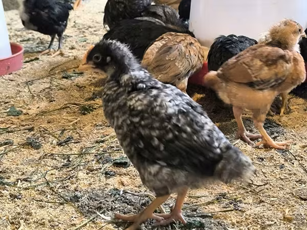 Chickens — Azərbaycan