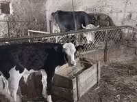 İnək, Qırmızı-ləkəli cins — foto 8