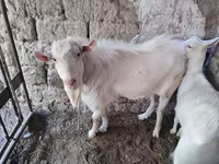 تيس, الماعز — الصورة 1