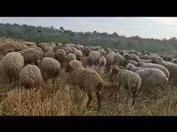 Sheep, Sheep — photo 6