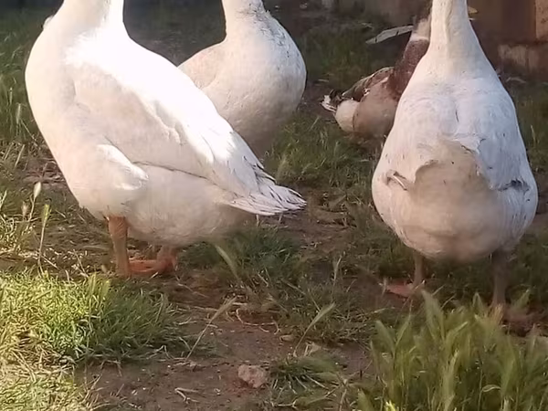 Geese — Azerbaijan