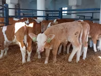 Buğa, Simmental cattle — foto 1