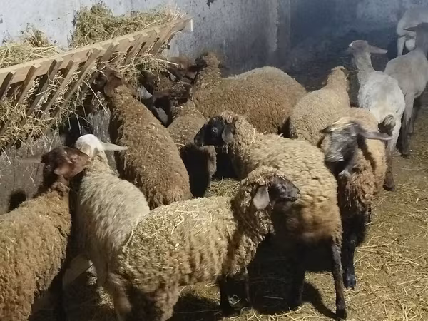 Owca, Owce — Azerbejdżan