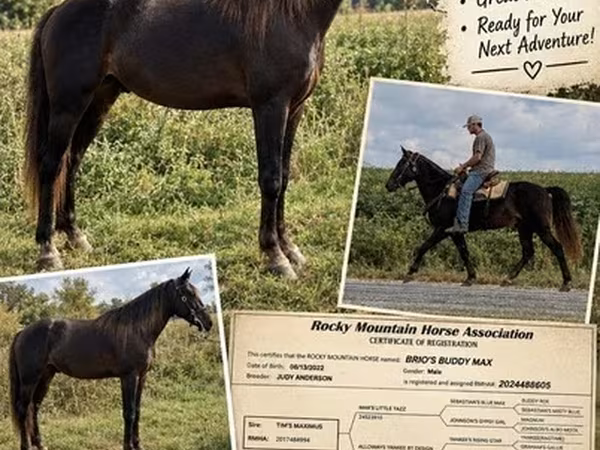 Horse (M), Rocky Mountain Horse