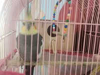 Nimfa (cockatiel) cütü və qəfəs dəsti - Növ: Nimfa (Nymphicus — фото 2