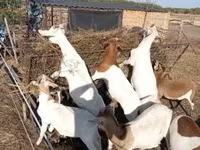 Koza, Boer goat — foto 1