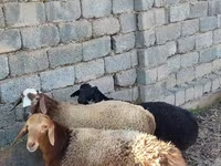 绵羊（批次，未指定性别）, Sheep — 照片 1