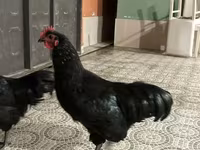 Avstraliya Pit Game quşu — foto 1