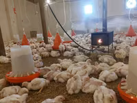 Chickens — foto 5