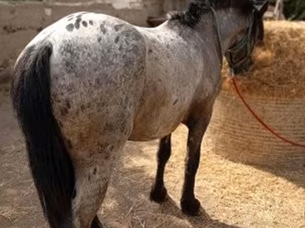 Koń, Appaloosa