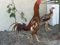 Chickens — foto 2