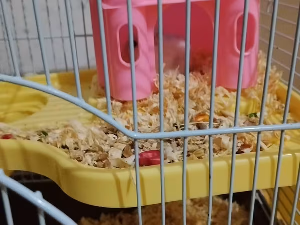 Salam Hamster satilir Qefes, 1 aylig apilkasi yemeyiynen bbir yerde 5