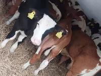 Byk, Simmental cattle — zdjęcie 3