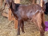 Dişi keçi, Saanen goat — foto 3