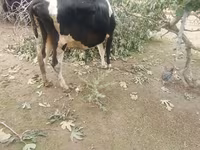 Krava, Simmental cattle — foto 4