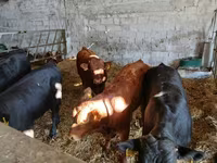 Cattle (batch, sex not specified), Limousin cow — photo 2