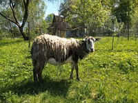 Dişi keçi, Kejobong goat — foto 1