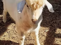 Billy Goat, Goats — photo 1