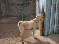 عنزة, Kamori goats — الصورة 1