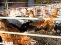 Japonský bantam — foto 6