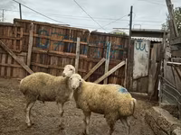 Qoç, Qoyunlar — foto 5