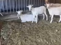 Dişi keçi, Pomellata goat — foto 3