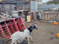 Goat, Kamori goats — photo 7