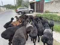 Baran, Owce — zdjęcie 1