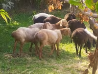 Sheep (batch, sex not specified), Arashan sheep — photo 1