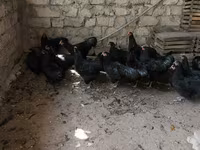 مالينس — الصورة 4