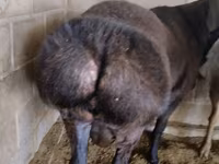 Widder, Rambouillet sheep — Foto 1
