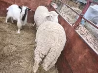 Baran, Owce — zdjęcie 4