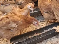 Chickens — Foto 2