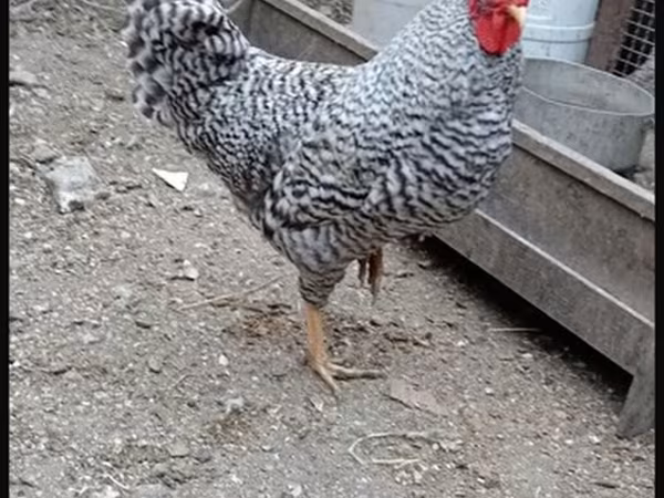 Chickens — Azerbaijan