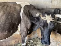 Vaca, Swiss cattle — foto 4