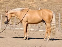 At, Quarter Horse — foto 1