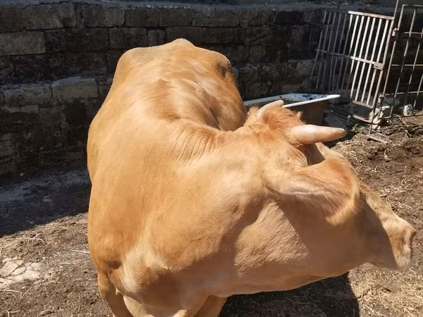 Bull, Cattle — Azerbaijan