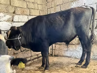 İnək, Russian Black pied cattle — foto 7