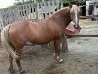 Kobyła, Haflinger — zdjęcie 4