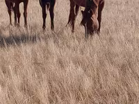 Klisna, Horse breed — foto 5