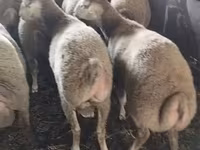 Sheep (batch, sex not specified), Sheep — photo 1