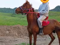 Koń, Anglo-Arabian — zdjęcie 3