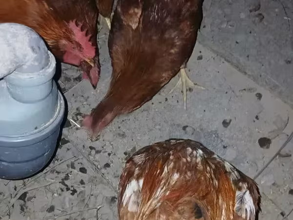 Chickens — أرمينيا