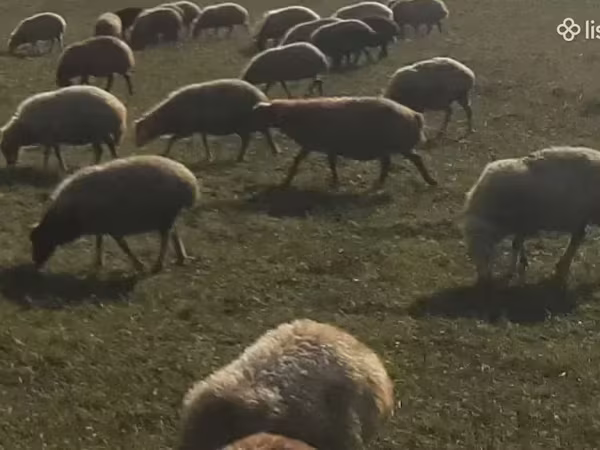 母羊, Sheep — 亚美尼亚
