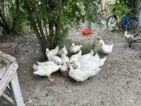 Alman Pekin — foto 3