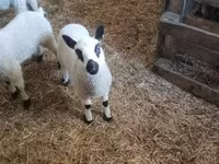 मेढ़ा, Cerry Hill sheep — फ़ोटो 5