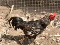 Chickens — photo 1