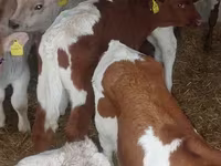 Buğa, Simmental cattle — foto 2