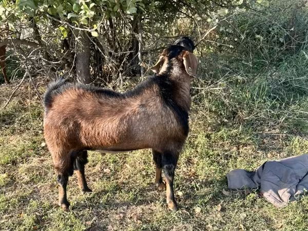 عنزة, Nubian Goat