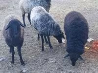 Ovce, Karakul sheep — foto 3